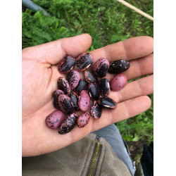 Confezione da 1 kg Fagioli della Valvestino - Phaseolus Coccineus