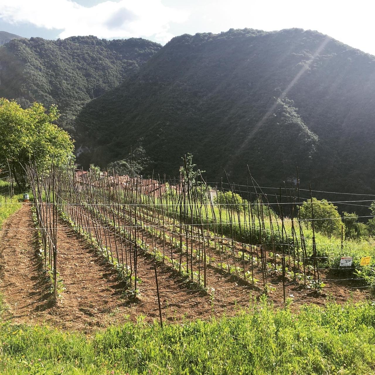 Azienda Agricola Al Fienile – le origini