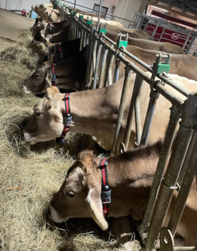 La stalla dell'Azienda Al Fienile con vacche di razza Bruna e robot di mungitura