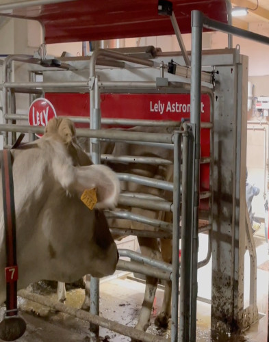 Robot di mungitura automatizzato nella stalla Al Fienile