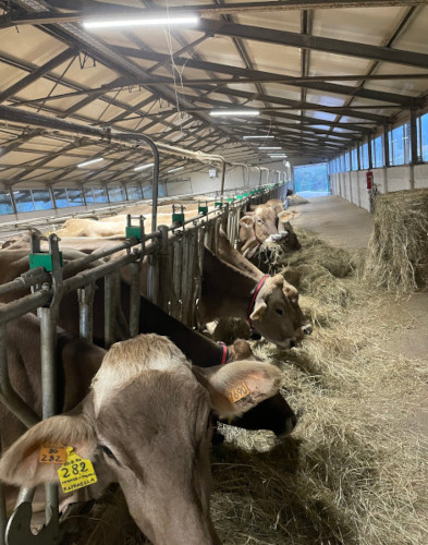 Pascolo delle vacche Brune nella Val Vestino