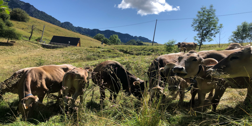 Le vacche di razza Bruna dell'Azienda Agricola Al Fienile al pascolo in Val Vestino